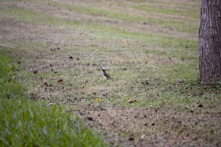 When we arrived home, we noticed these small black birds with white heads. Can anyone identify them?