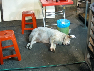 overfed dog