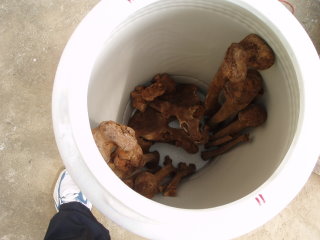 Bones are collected in a large pot