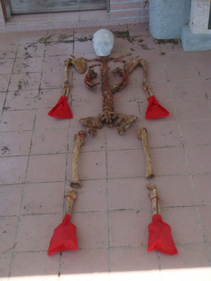 The full skeleton cleaned, reassembled, and ready for reburial or inceration