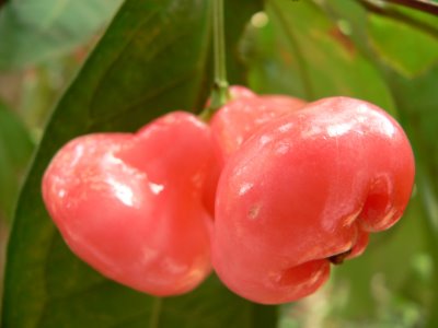 Bell Fruit