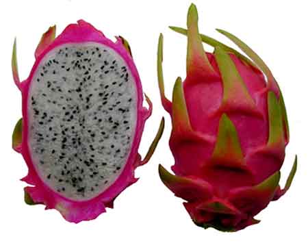 Dragon Fruit