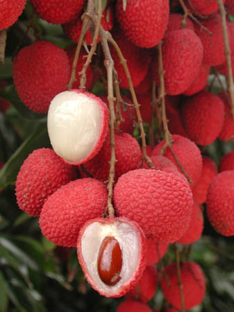 Lychees