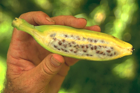 Wild Banana